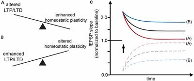 Hebbian and Homeostatic Synaptic Plasticity—Do Alterations of One Reflect Enhancement of the Other?